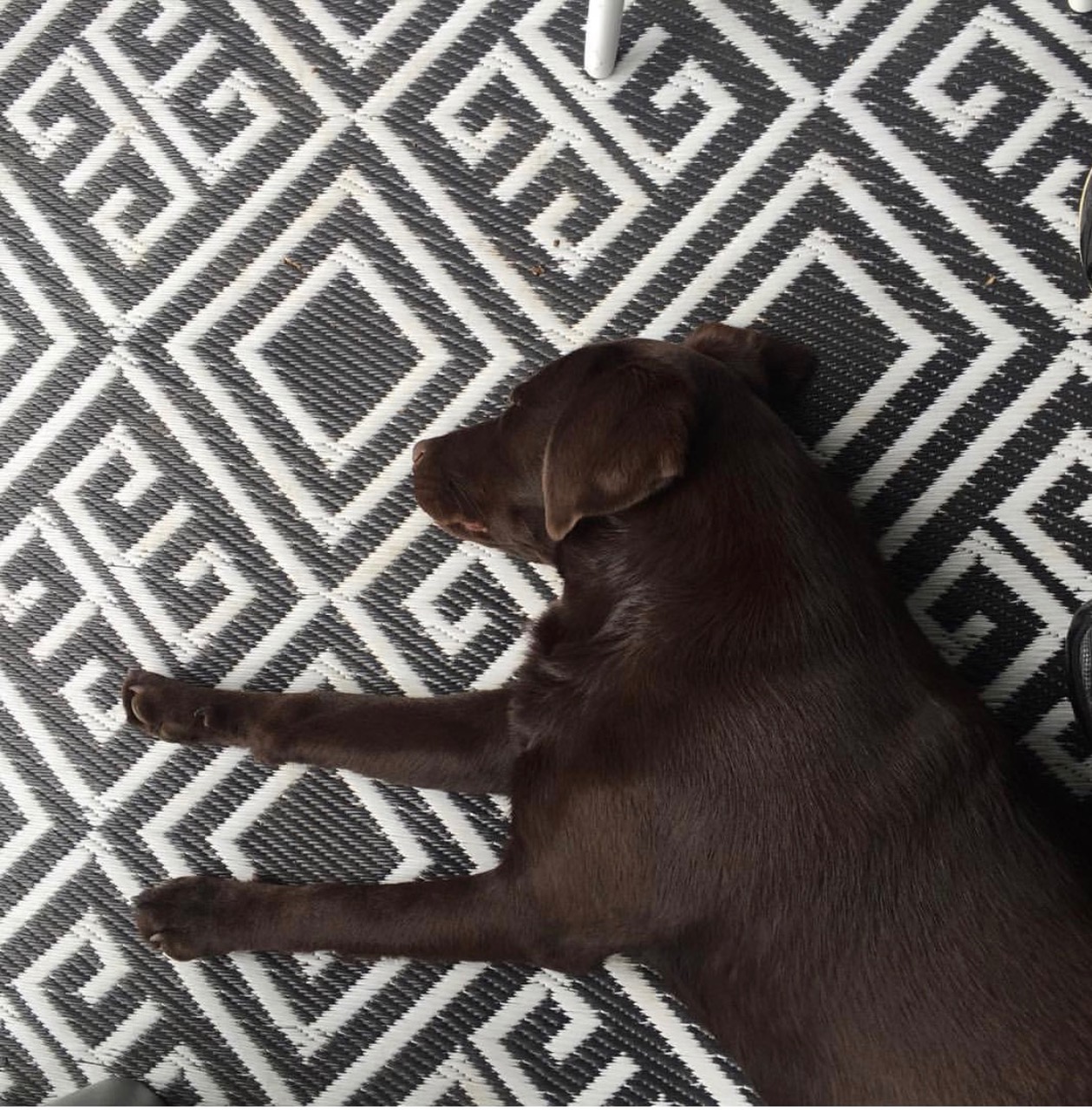 De labrador en ons interieur