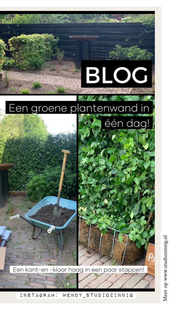 Blog een groene plantenwand in een dag