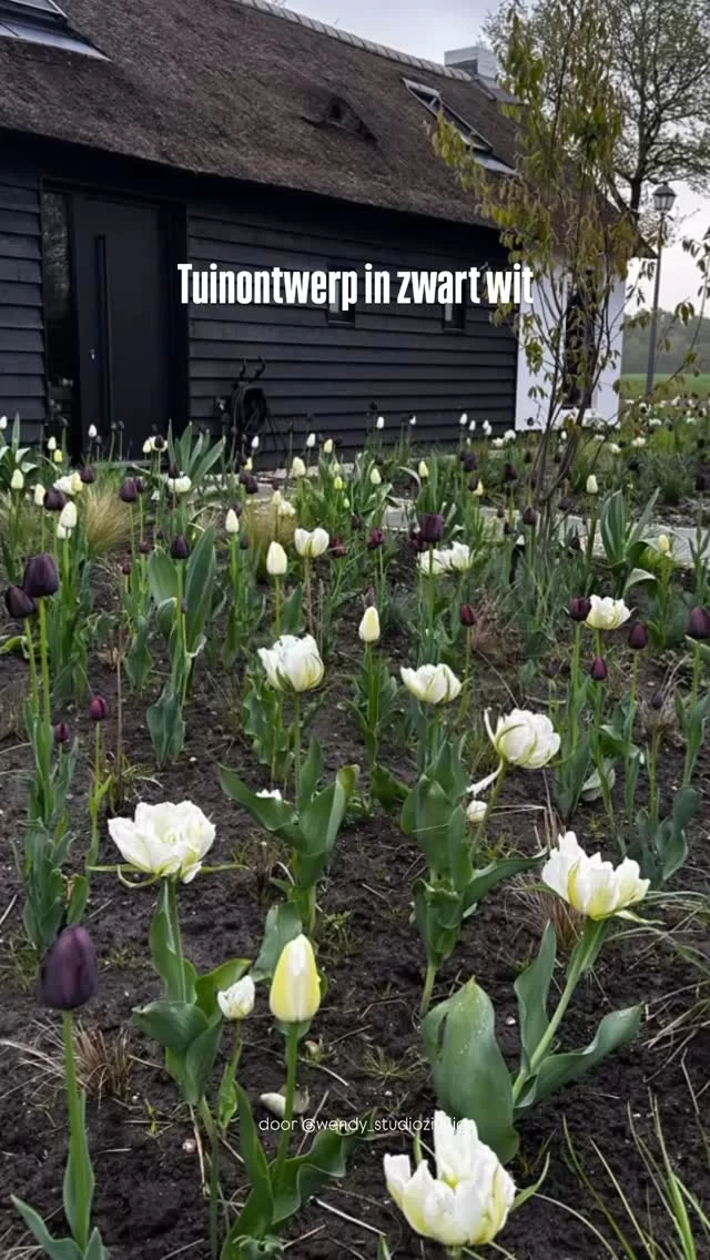 Tuinontwerp
Hoe maak je een tuin die je beide liefdes samenbrengt: oud en nieuw?
Door een klassieker als de tulp in mijn ‘handschrift’ te vertalen naar een modern ontwerp, met klassieke planten en grassen. ( waar ik ongeduldig op wacht tot die omhoog komen) 
Het zijn vroege en late, meerjarige tulpen en meer dan 500! 
Hoe vind je het geworden?
🤍
Geloof me, er komt nog veel meer moois op de komende tijd hier! 
Tulpen van @passionfortulips 

#tulpen #tulpenontwerp #tuinontwerp #dutchgardens  #dutchgardendesign